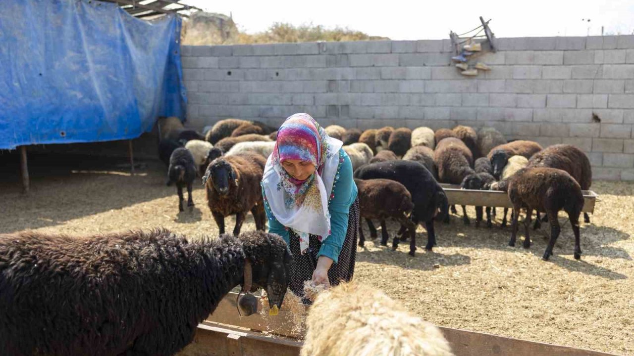 Mersin’de küçükbaş hayvan ve yem desteği üreticilerin yüzünü güldürdü