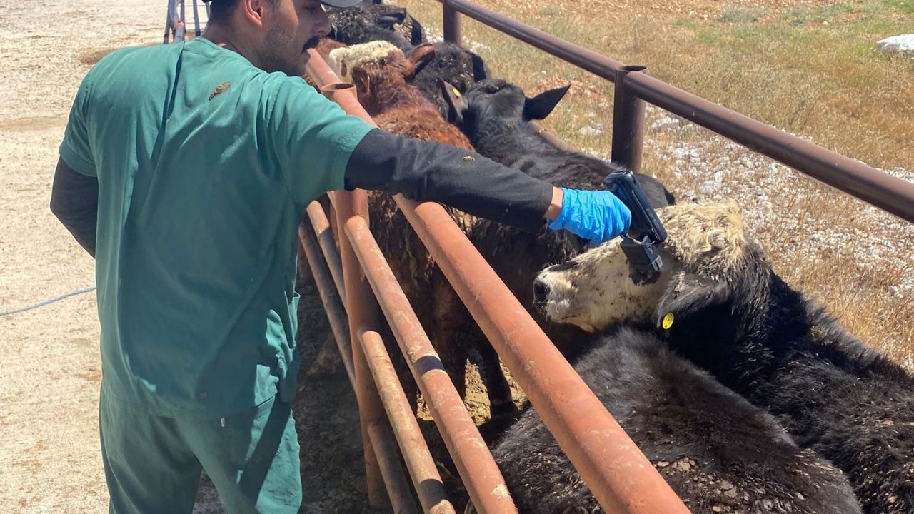 Çavdarhisar’da ithal hayvan kontrolleri yapıldı