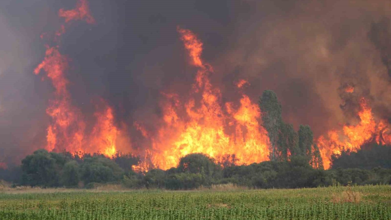 Yangınlara karşı keçi çözümü