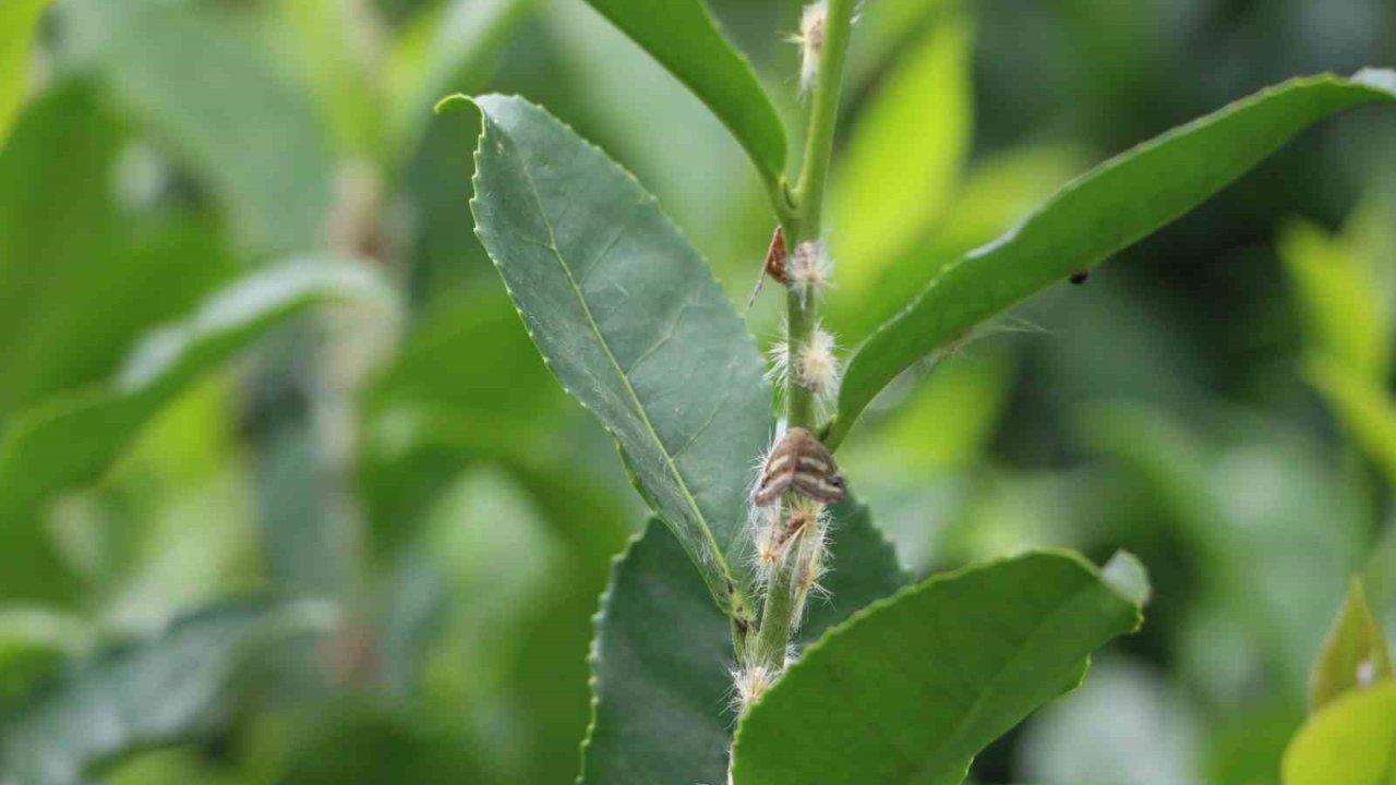 Doğu Karadeniz’in korkulu rüyası ’Vampir kelebekler’ yeniden ortaya çıktı