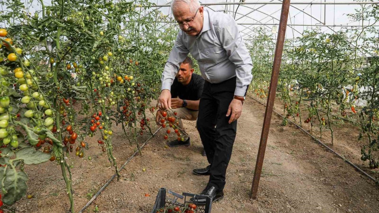 Van’da ata tohum ile elde edilen ürünlerin hasadı yapıldı