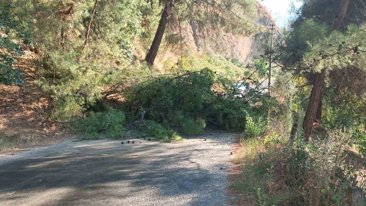 Alaşehir’de devrilen ağaç yolu ulaşıma kapattı