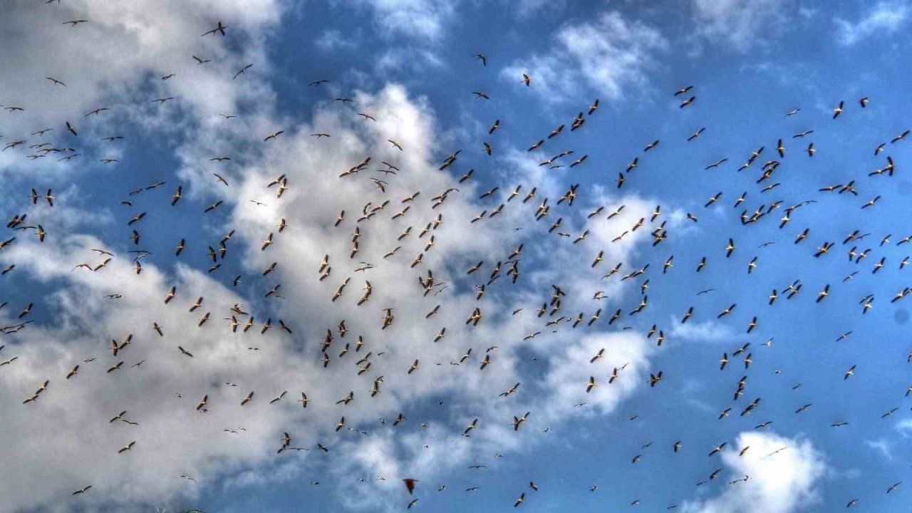Leylekler göç yolunda Beyşehir’de görüntülendi