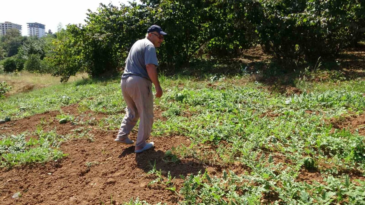 Yalıncak karpuzunu kuraklık vurdu