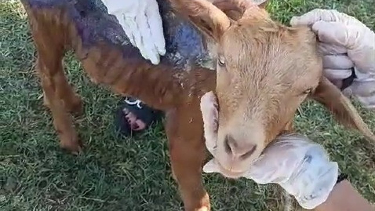 Çanakkale’de orman yangınında yanan keçi Emekli Hayvanlar Çiftliği’nde tedavi altına alındı