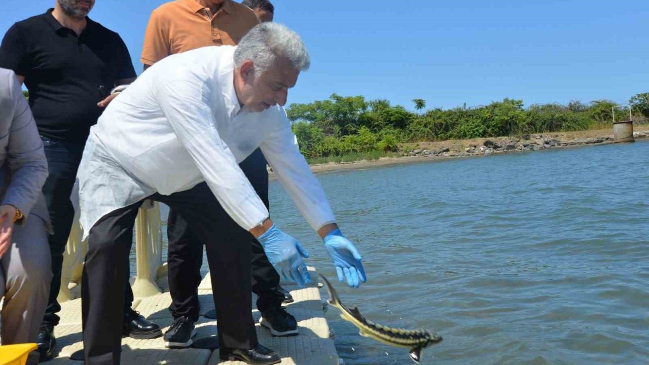 Karadeniz’e kalkan ve mersin balığı bıraktılar