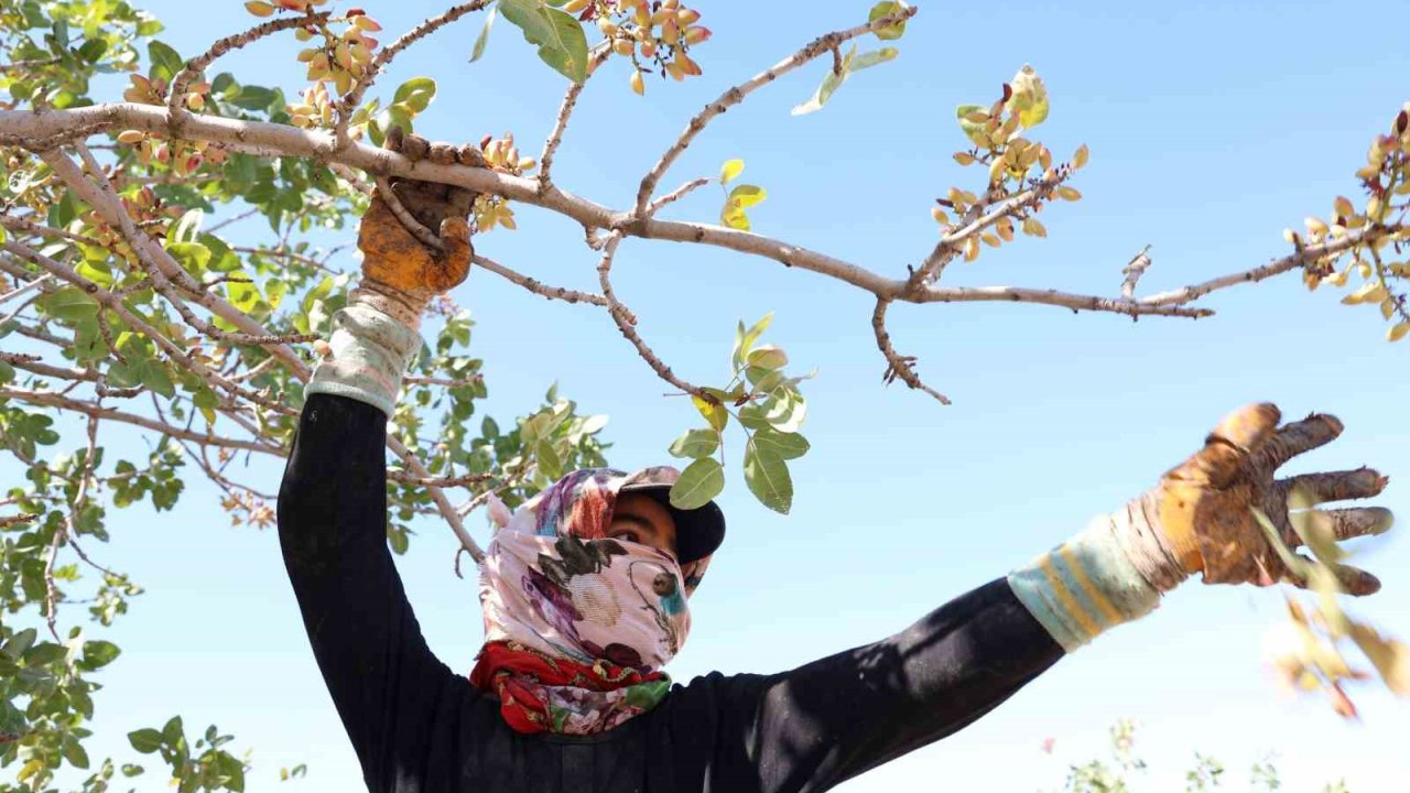 Diyarbakır’da mevsimlik işçilerin sıcak havada fıstık hasadı devam ediyor