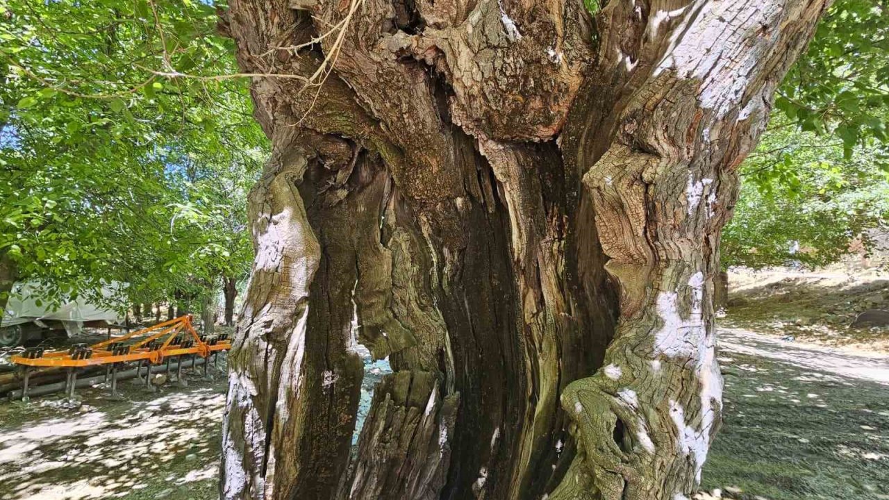 Elazığ’da dut ağaçları zamana direniyor