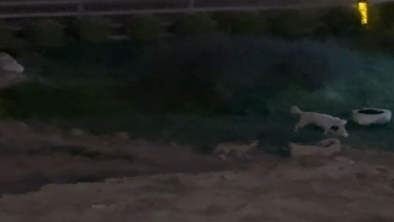 Köpekle tilkinin oyunu görenleri güldürdü