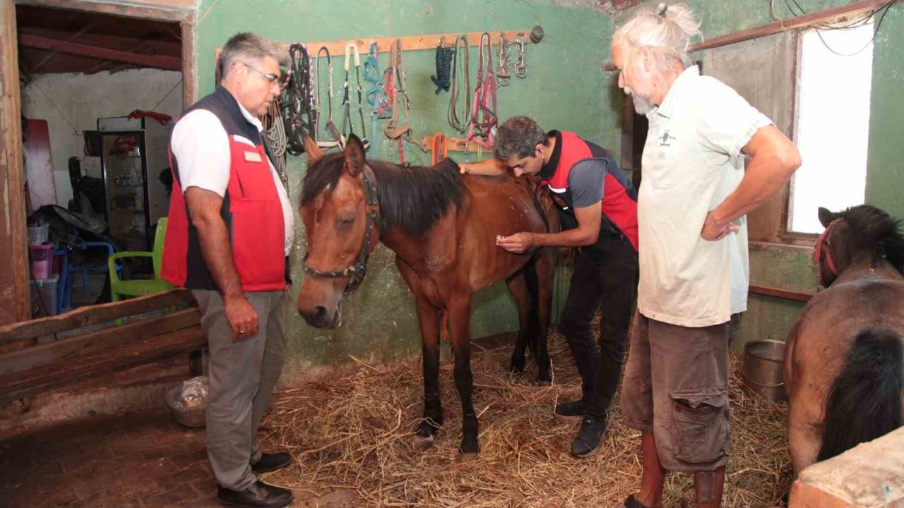 Çanakkale’deki yangınlarda mahsur kalan hayvanlara sağlık taraması