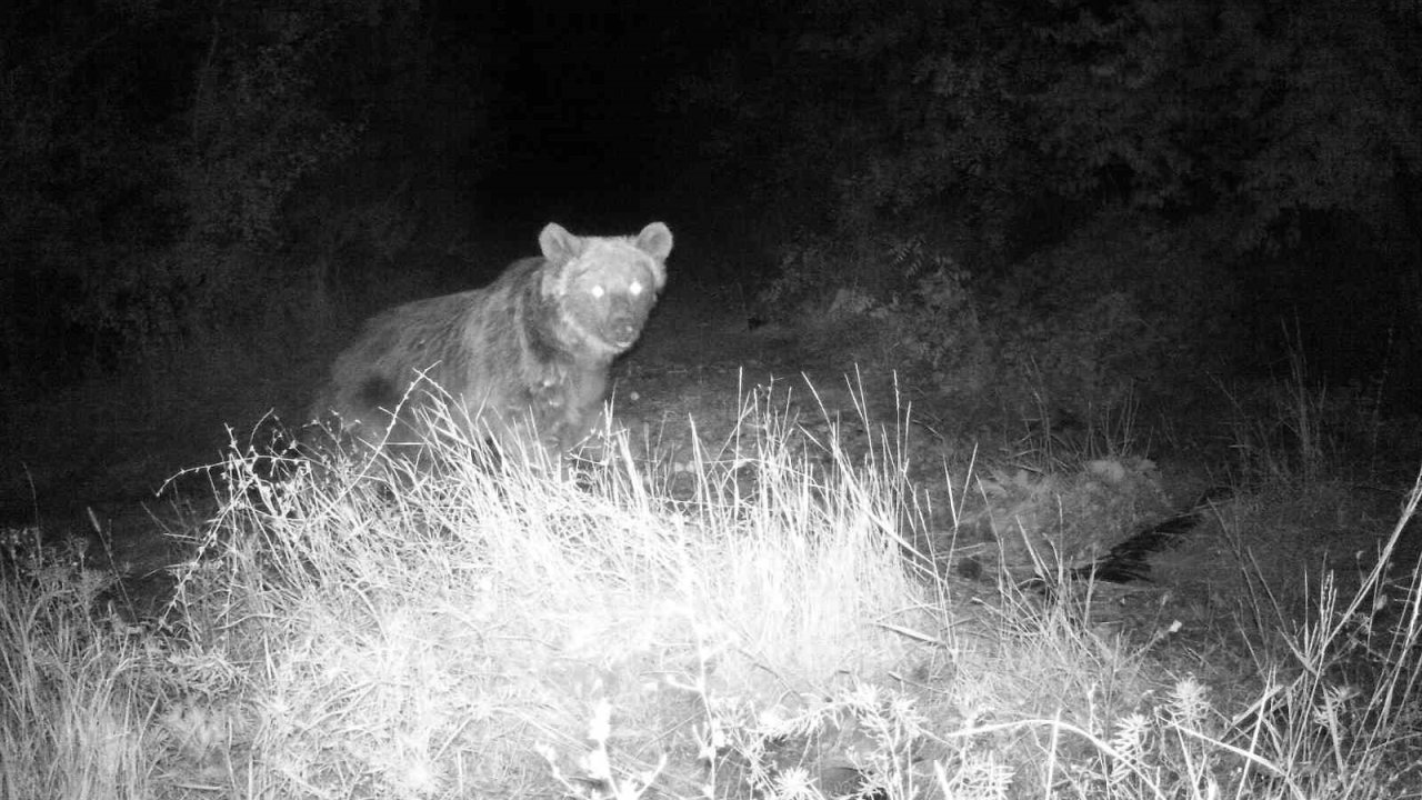 Erzincan’da yaban hayatı fotokapanla görüntüleniyor