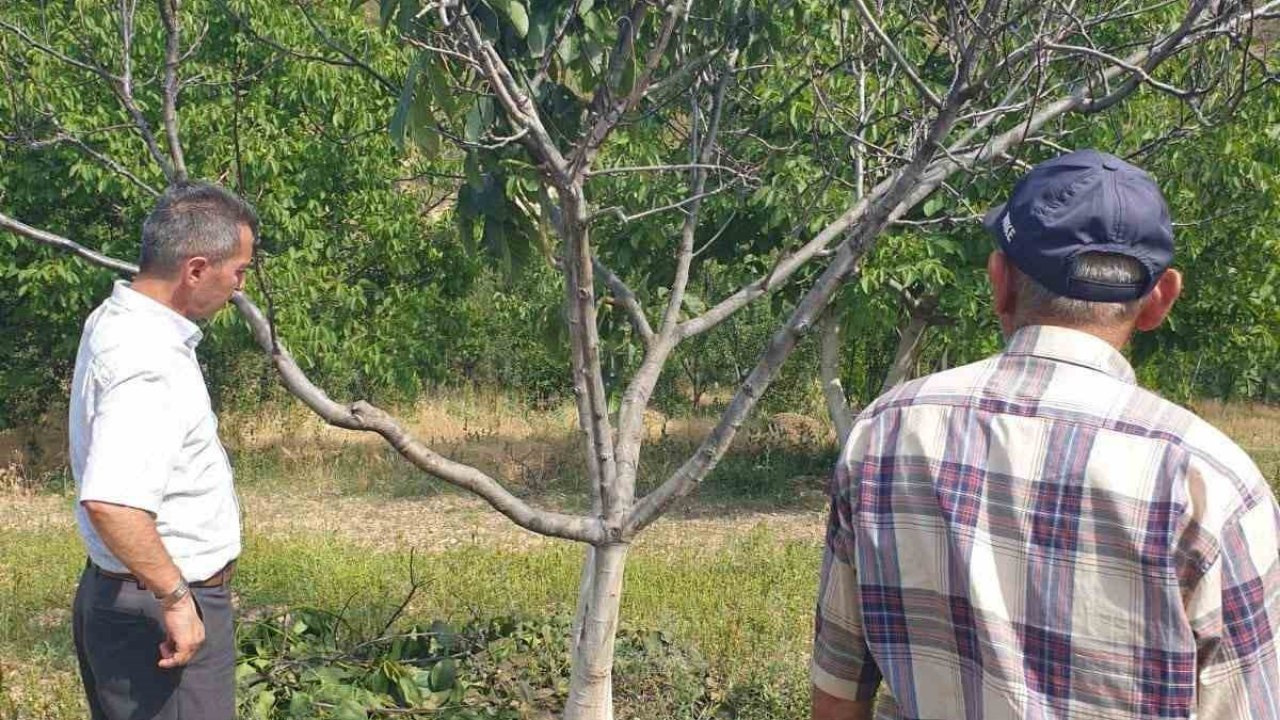 Ceviz ağaçlarında çeşit seçimi soruna sebep oldu