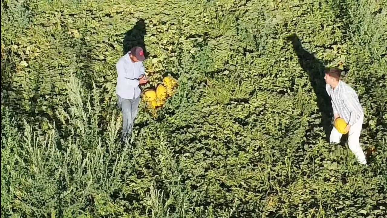 Aksaray’ın kavun ve karpuzu lezzetiyle ilgi görüyor