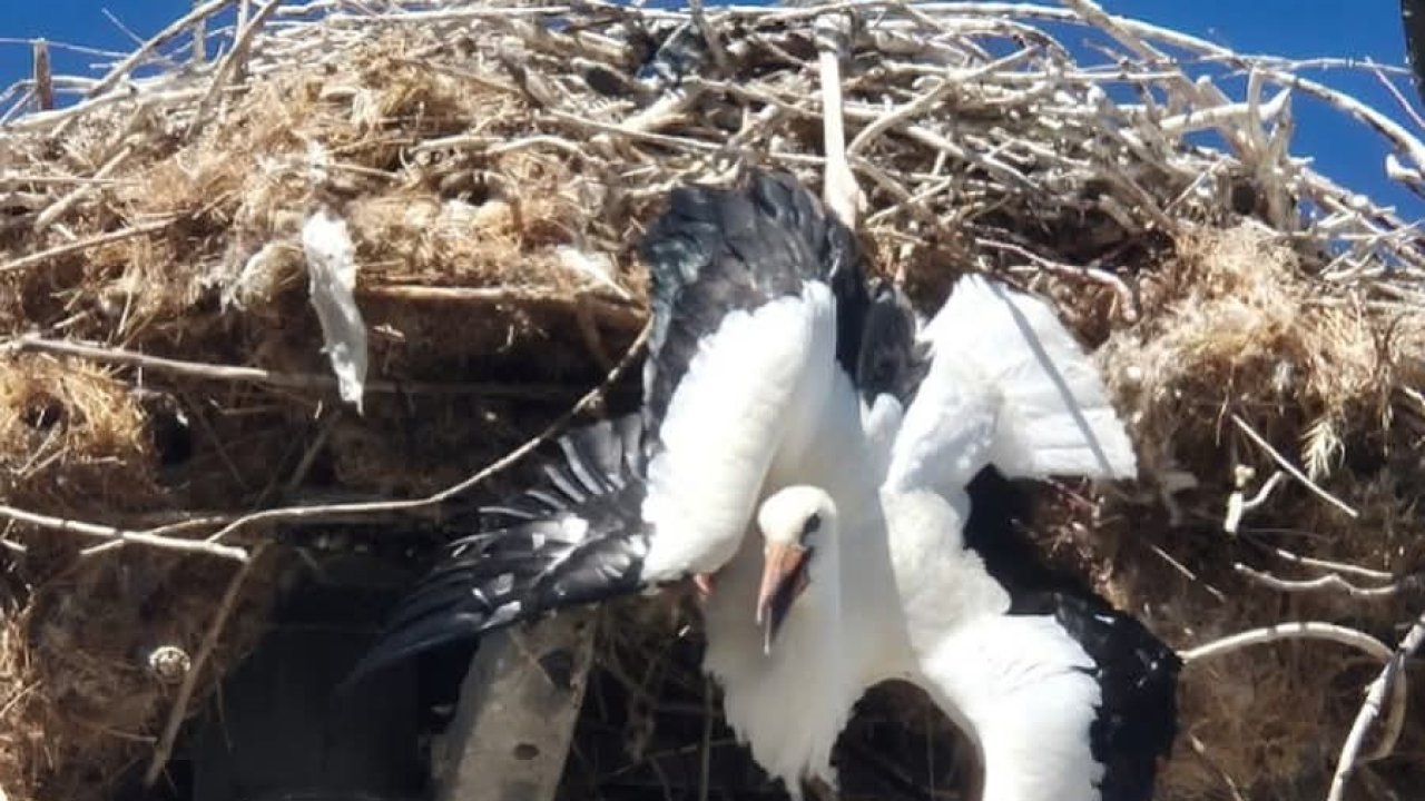 Yuvasına takılı kalan leylek böyle kurtarıldı