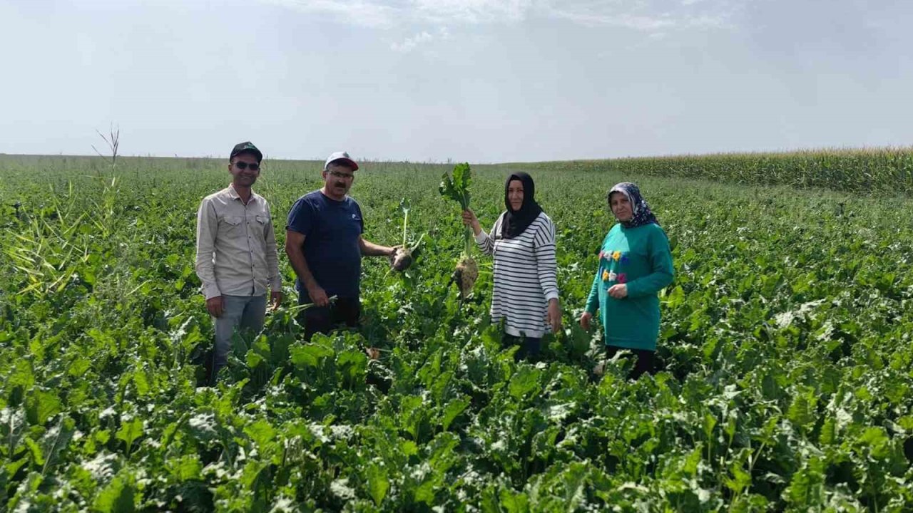 Karapınar Ovası’nda baharlık ürünlerin gelişimi incelendi