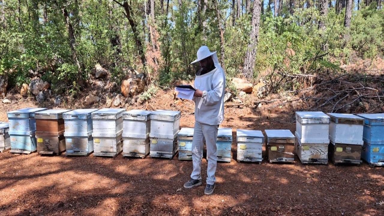 Menteşe’de 2025 arılı kovan destekleme tespitleri başladı