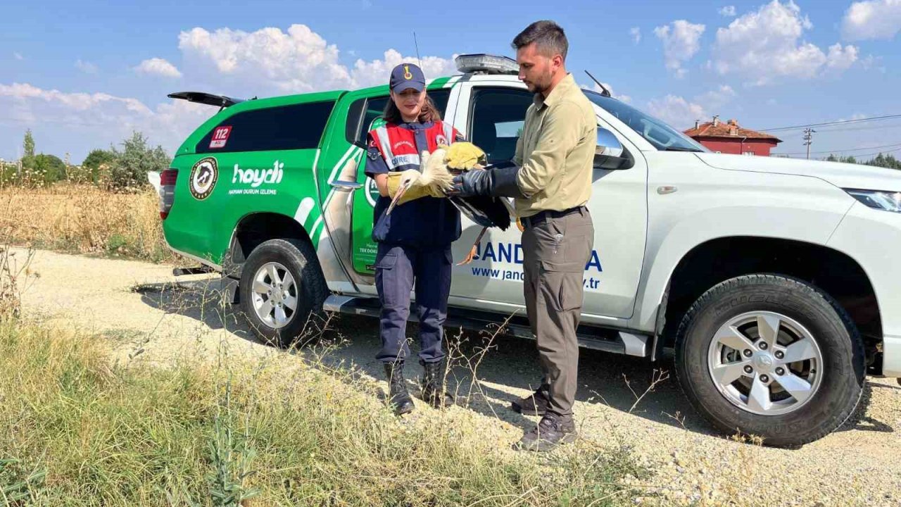 Yaralı leyleğin imdadına jandarma yetişti
