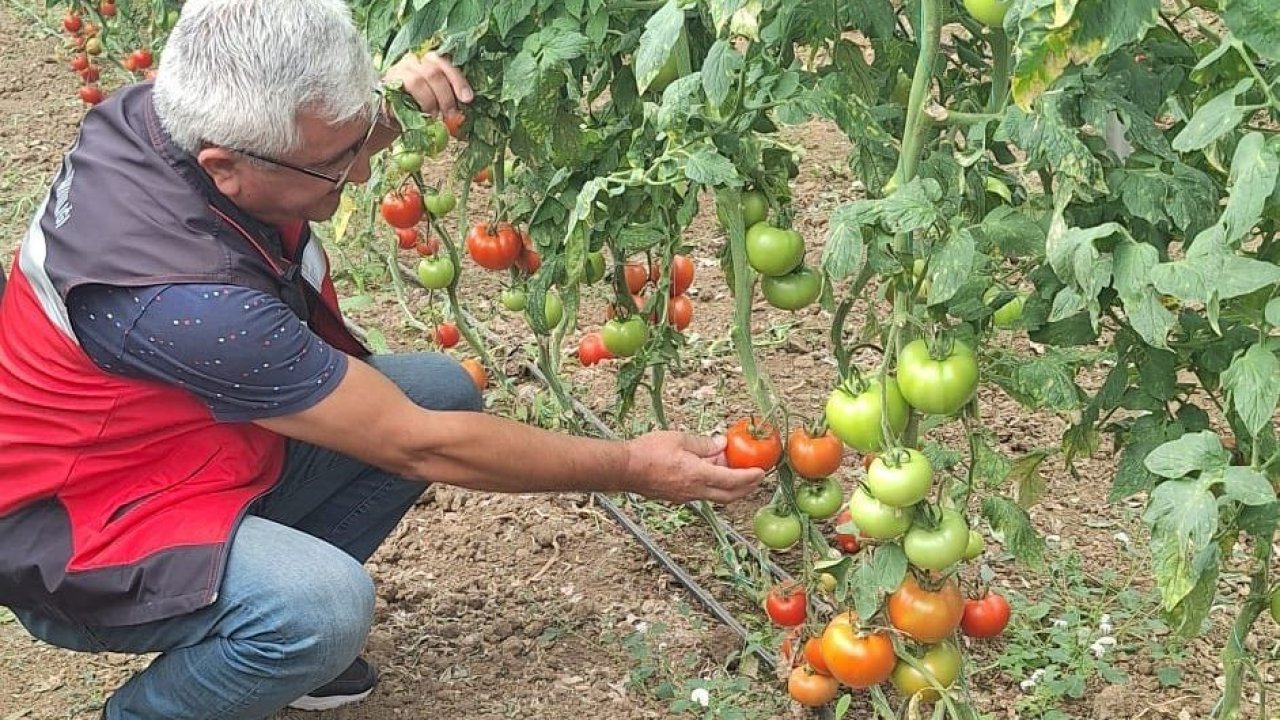 Coğrafi işaretli Simav Eynal domatesleriyle ilgili denetim çalışması