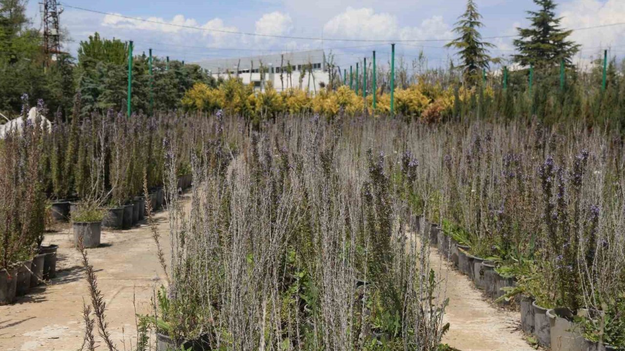 Battalgazi’de 210 bin fidan toprakla buluştu