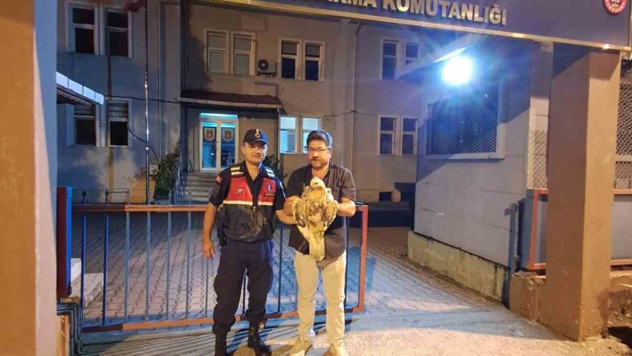 Artvin’de yaralı şahin jandarma ekiplerince kurtarıldı