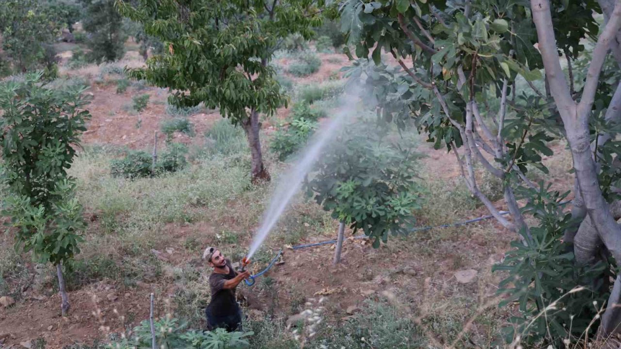 İncir üretiminde Akdeniz meyve sineği sıkıntısı
