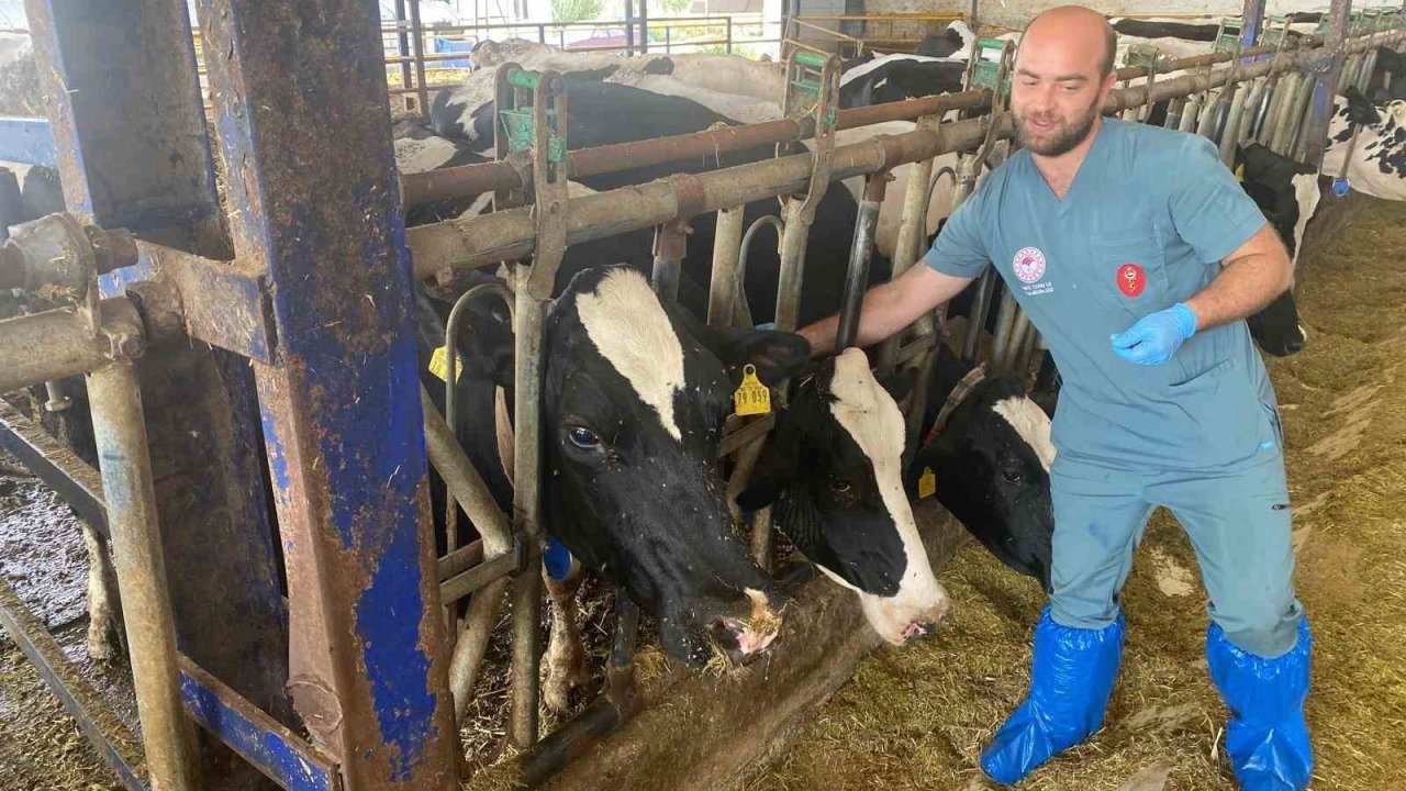 Aydın’da şap hastalığına karşı yoğun mücadele sürüyor