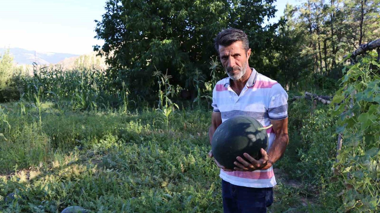 Oltu’da yerli karain karpuzu hasadı başladı