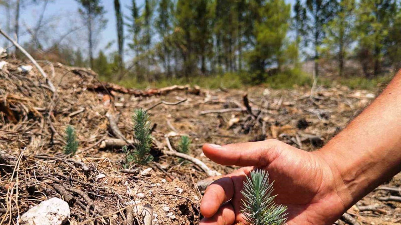Samsun ormanlarına 426 milyonluk yatırım
