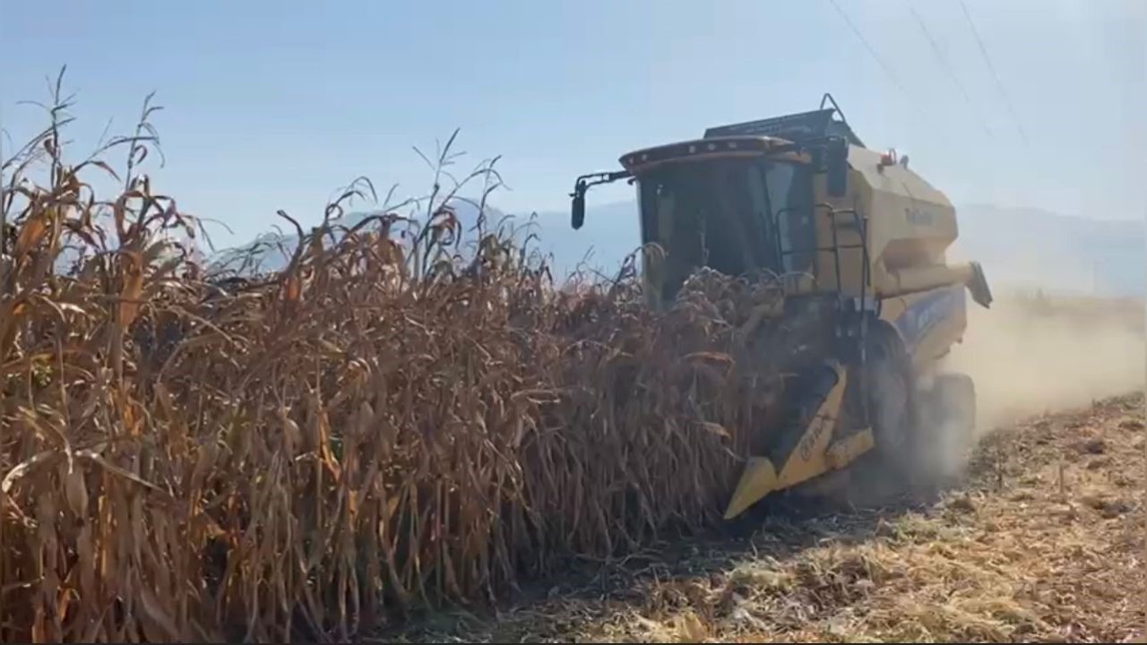 Osmaniye’de kuraklık, mısırda verimi düşürdü
