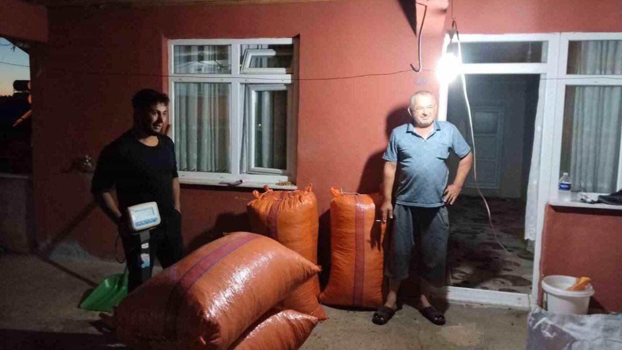 Alaplı’da hasat edilen fındıklar satışa çıktı