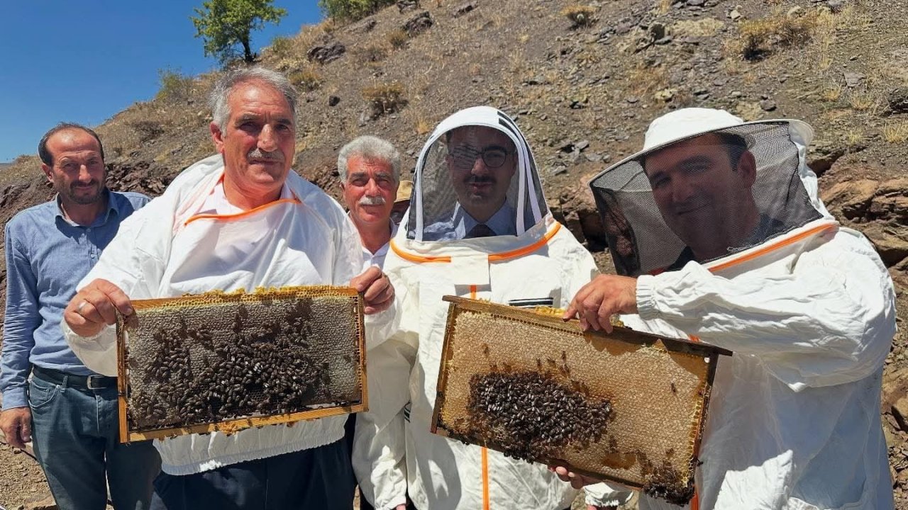 Sincik’te bal hasadı başladı