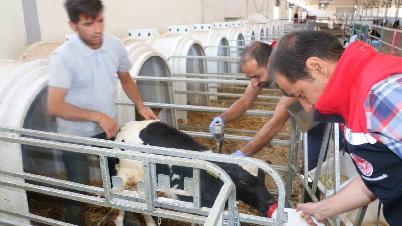 Erzincan il genelinde tüm hayvanlar şap hastalığına karşı aşılanıyor