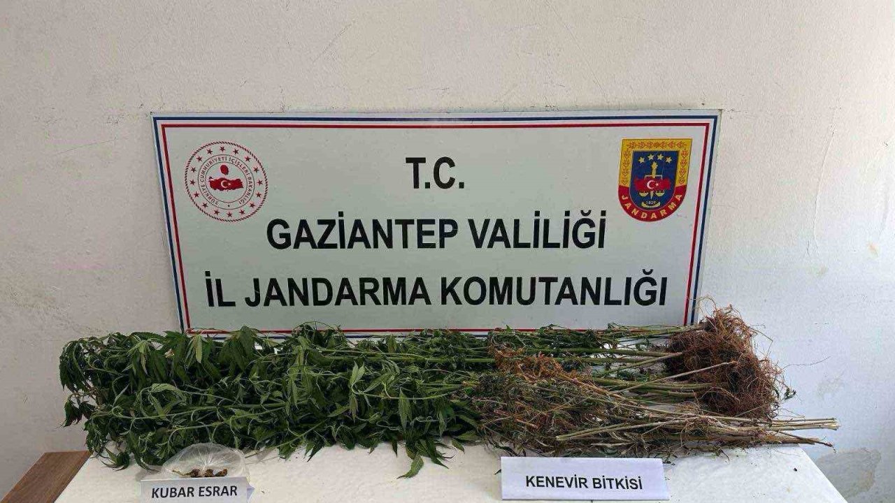 Gaziantep’te 428 kök kenevir ele geçirildi: 5 şahıs tutuklandı