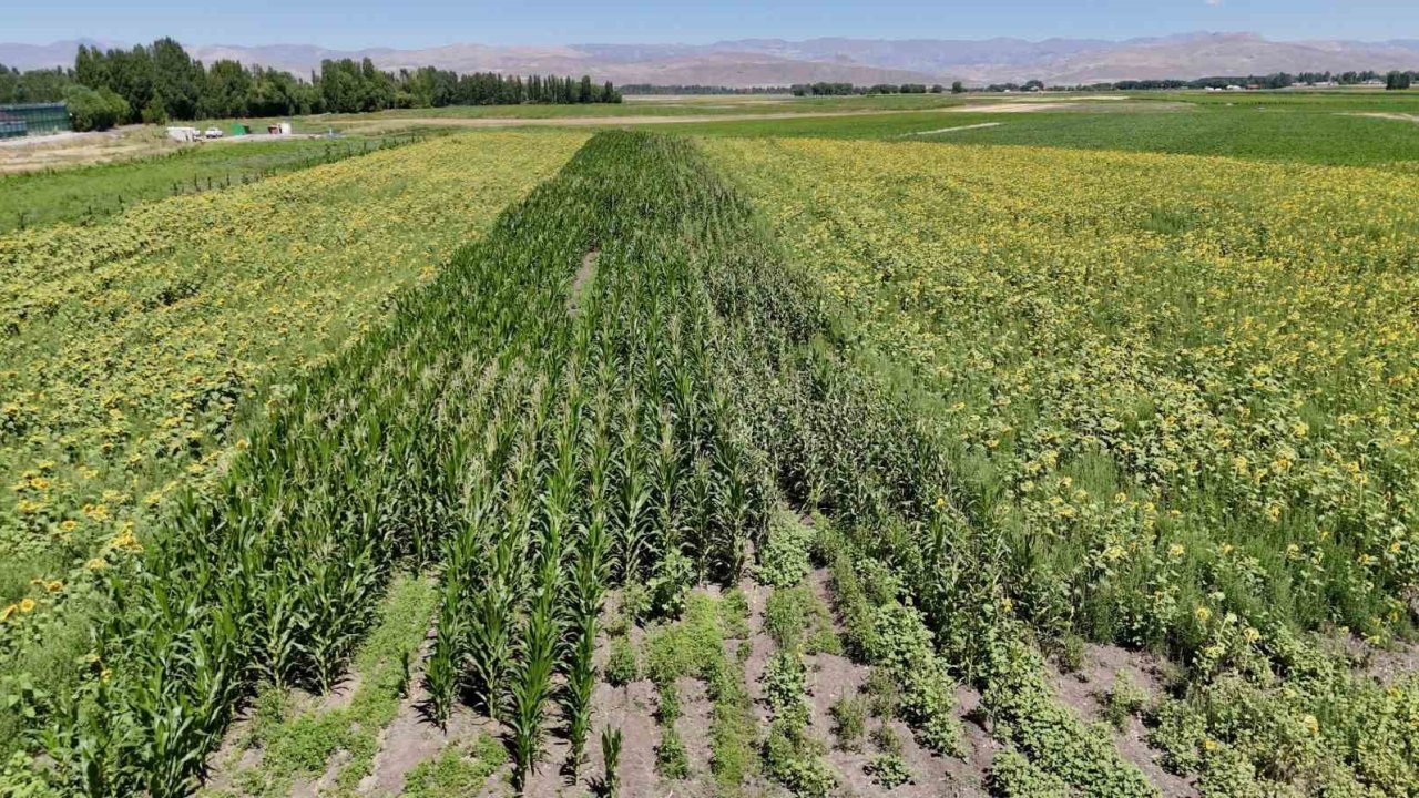 Ağrı’da çiftçinin bostanı örnek oldu: Sebze, meyve ve tahıl bir arada