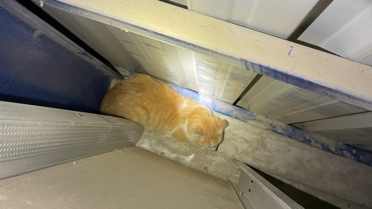 Antakya’da market duvarı arasında mahsur kalan kediyi itfaiye kurtardı