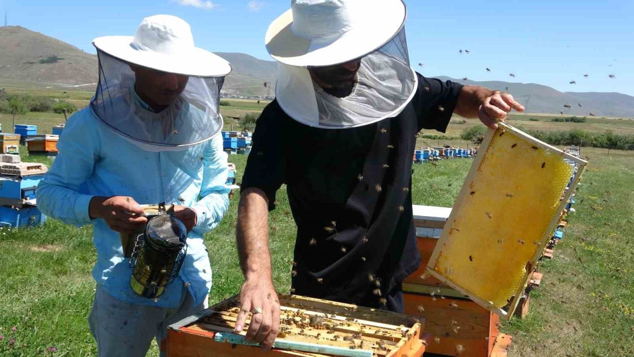 Coğrafi işaretli balın hasadı başladı; kilosu 1500 TL’den satılıyor