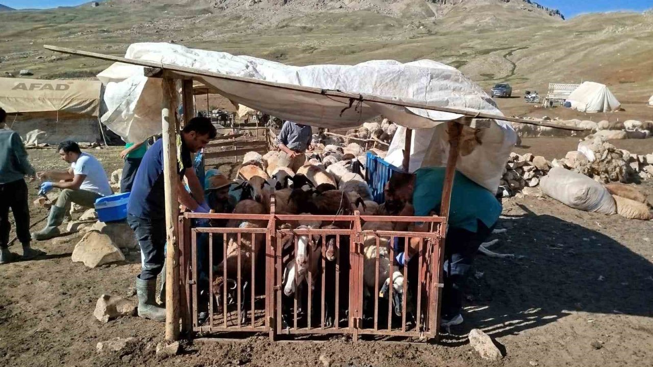 Erzincan’da yayladaki hayvanlara şap aşısı vuruldu