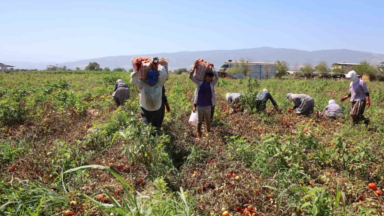 Domates işçileri çöl sıcaklarında saati 250 TL’ye ter döküyor