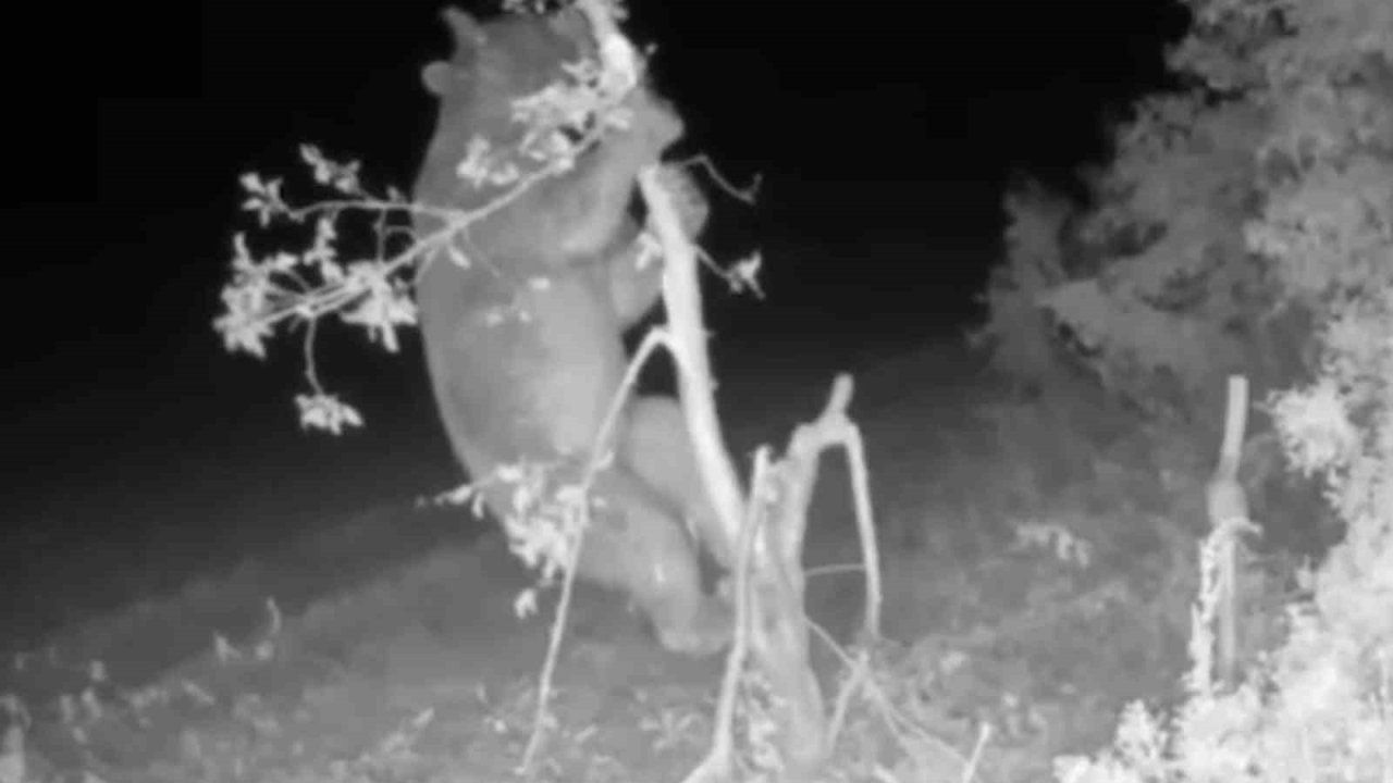 Ayı girdiği bahçede meyve için ağacı talan etti