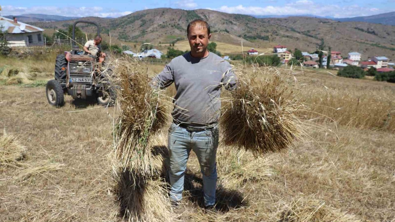 Ordu’da ‘alım garantili’ siyez buğdayında üretim bin 500 kat arttı