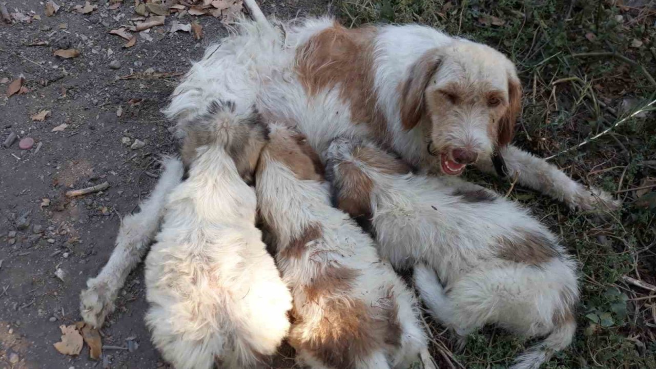 Çukura düşen köpeği itfaiye ekipleri kurtardı