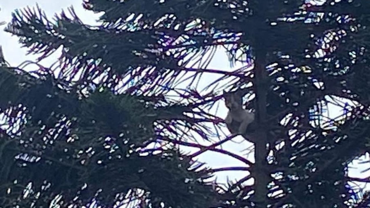Ağaçta mahsur kalan kedi kurtarıldı
