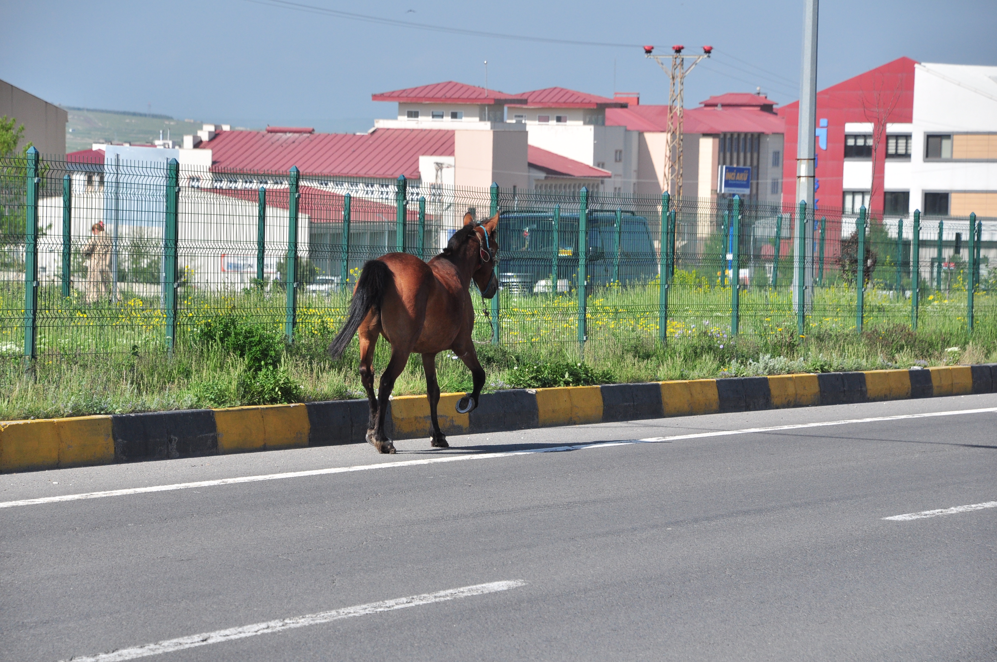 Kars’ta trafiği tehlikeye atan başıboş at güvenli noktaya alındı