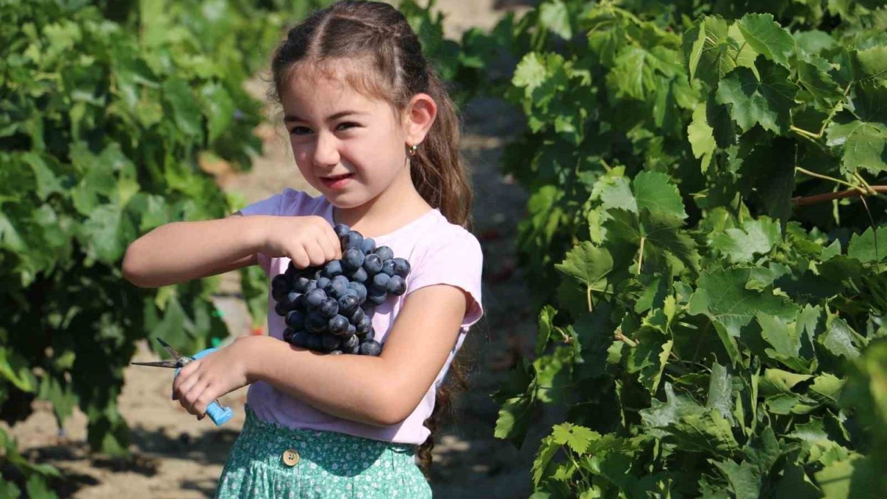 Tescilli Cimin üzümünde hasat zamanı