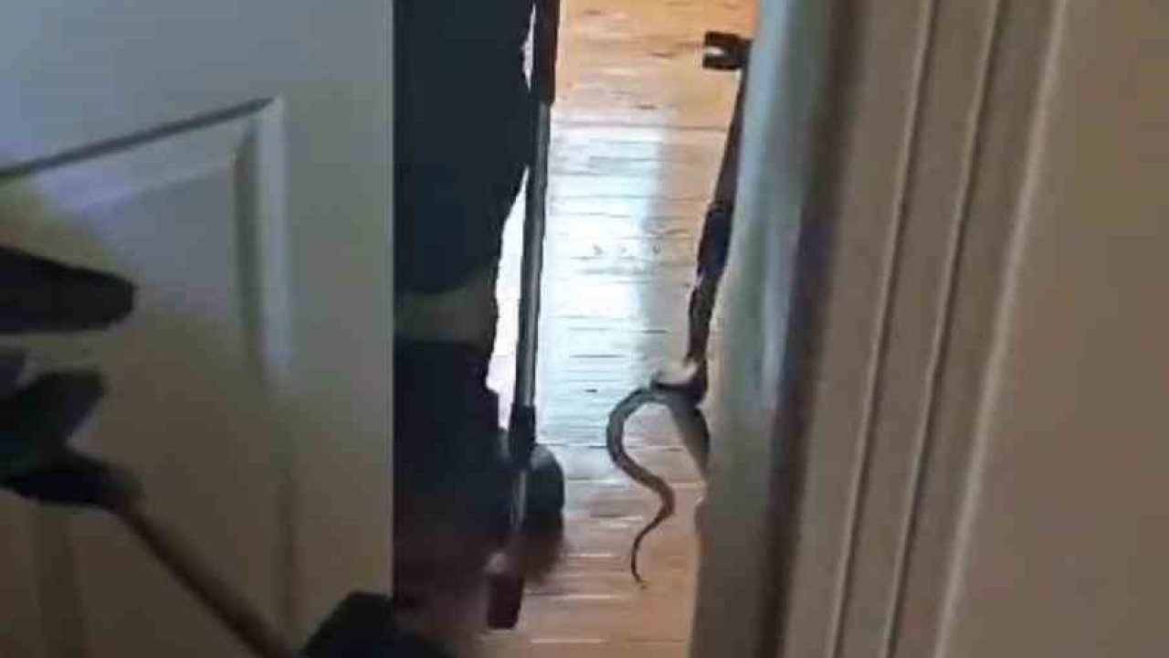 Karabük’te eve giren yılan itfaiye ekiplerince yakalanarak doğaya salındı