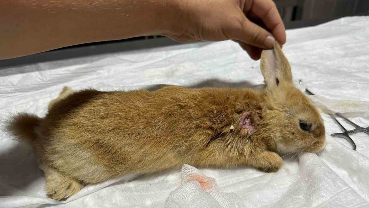 Yaralı halde bulunan tavşan tedavi altına alındı