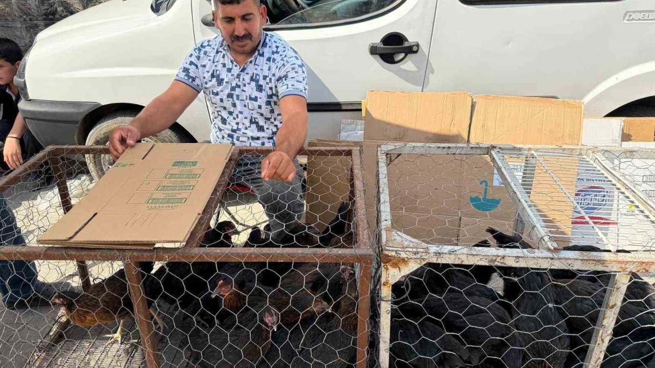 Palet üzerinde yatan tilkilere sitem etti: "Tüm gün yatmak olmaz, kümeslerden tavuk çalın"