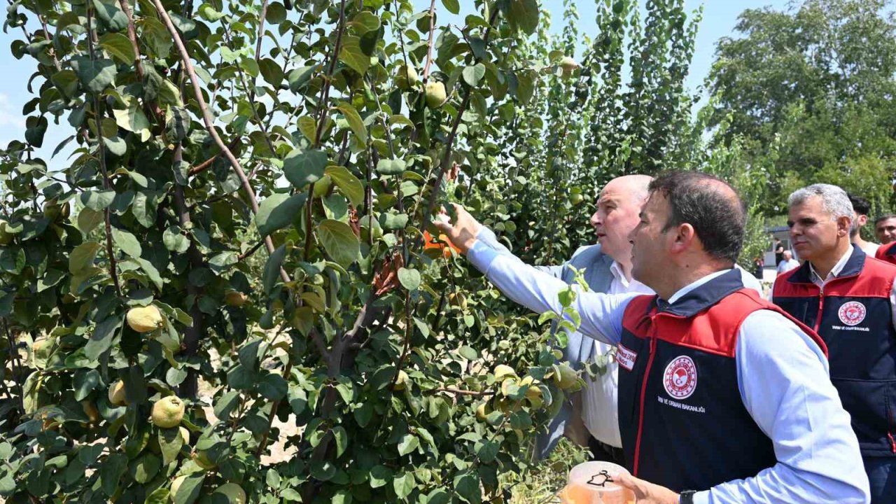 Ayva üretiminde kalıntısız tarım için üreticilere tuzak dağıtıldı