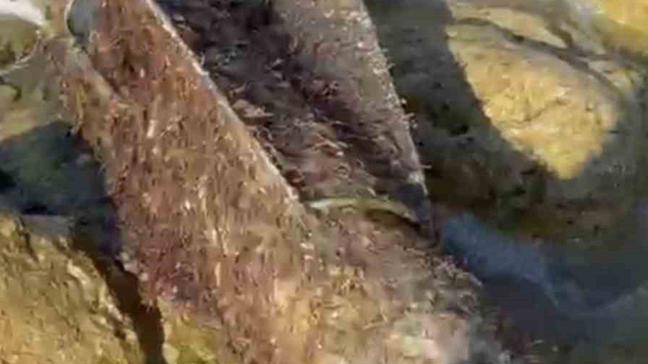 Şile sahilinde roket başlığı olduğu değerlendirilen cisim imha edildi