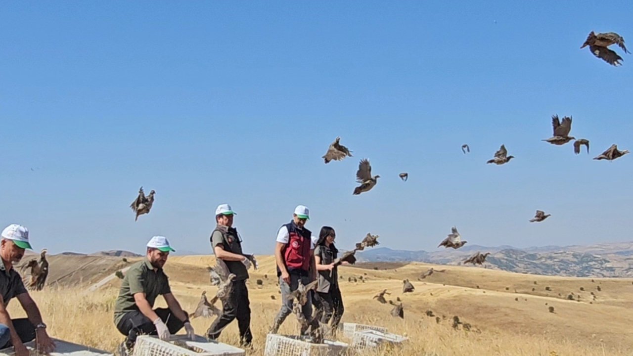 Tunceli’de doğaya 200 kınalı keklik salındı